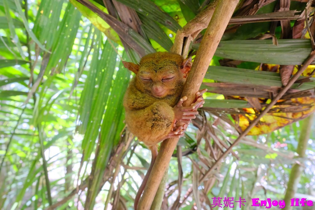 【薄荷島景點】*眼鏡猴保護區Tarsier Conservation Area*,菲律賓薄荷島獨有瀕臨絕種且受到保護的迷你眼鏡猴! 11 【薄荷島景點】*眼鏡猴保護區Tarsier Conservation Area*,菲律賓薄荷島獨有瀕臨絕種且受到保護的迷你眼鏡猴!