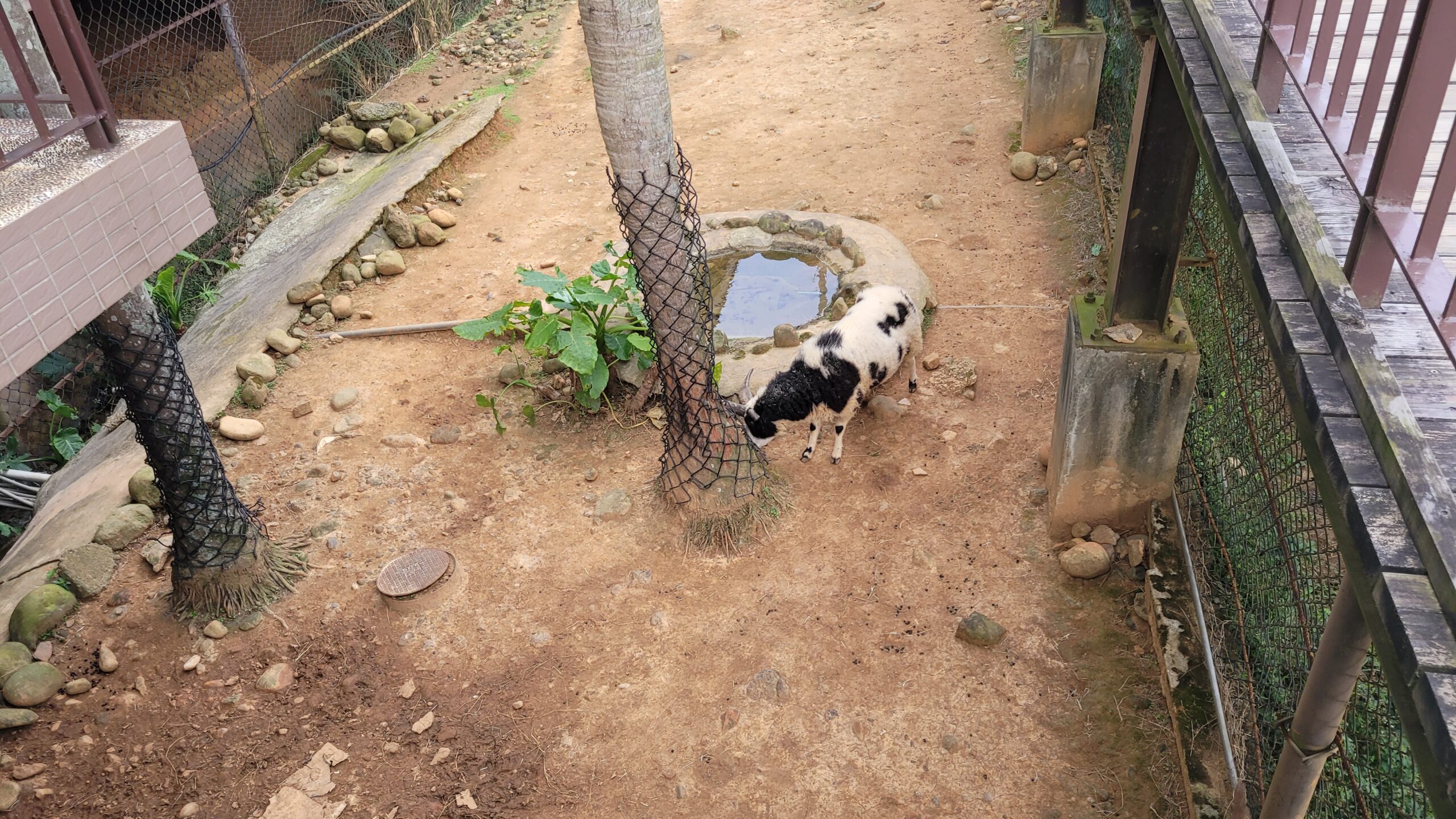 【新竹住宿】*關西六福莊生態度假旅館 * 六福村旁。房間裡可以看到動物,走出去外面園區就像個小型動物園。 11 【新竹住宿】*關西六福莊生態度假旅館 * 六福村旁。房間裡可以看到動物,走出去外面園區就像個小型動物園。