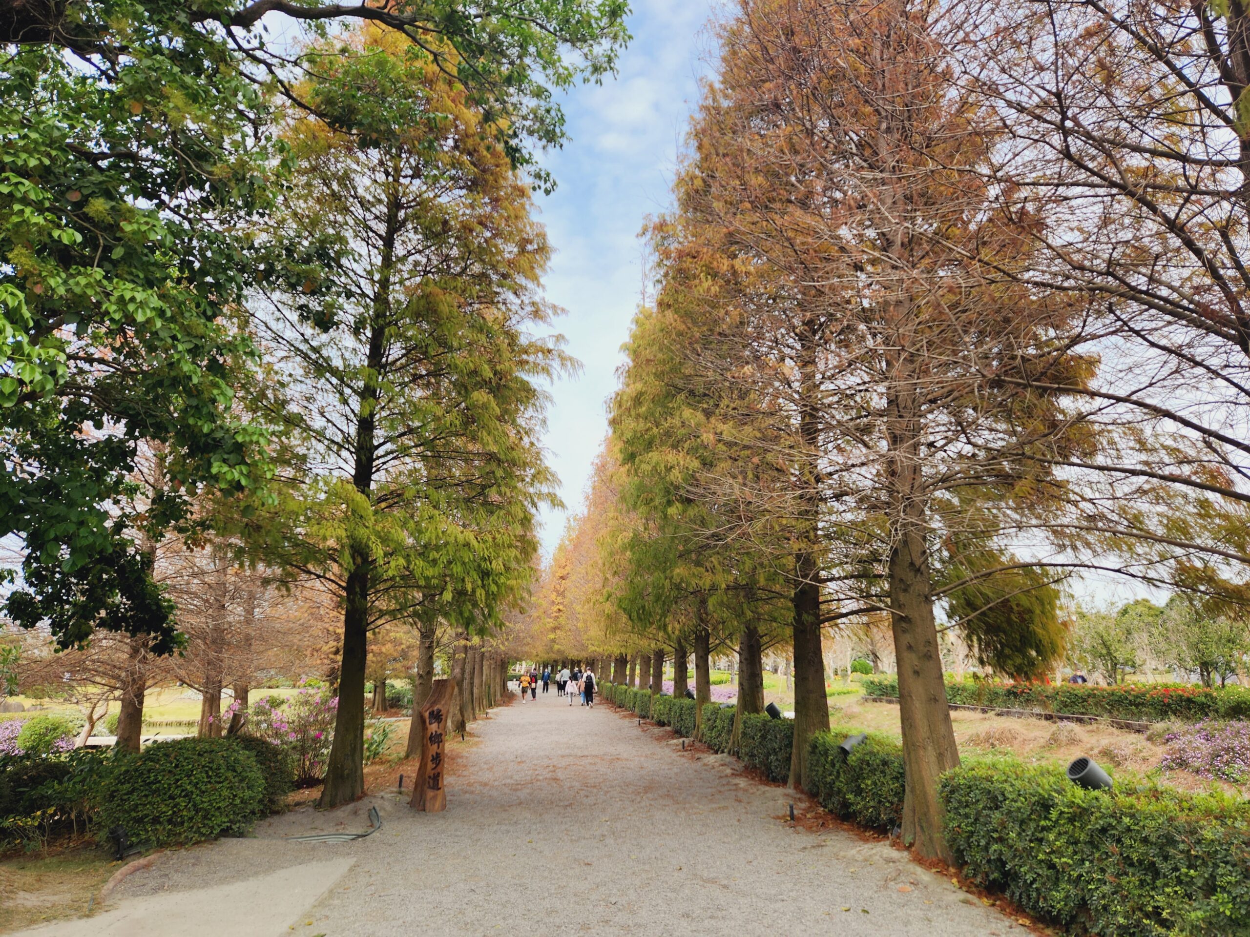 【彰化景點】*成美文化園*可以媲美日本的兼六園,偌大的園區還有落羽松大道,超美超好拍! 7 【彰化景點】*成美文化園*可以媲美日本的兼六園,偌大的園區還有落羽松大道,超美超好拍!