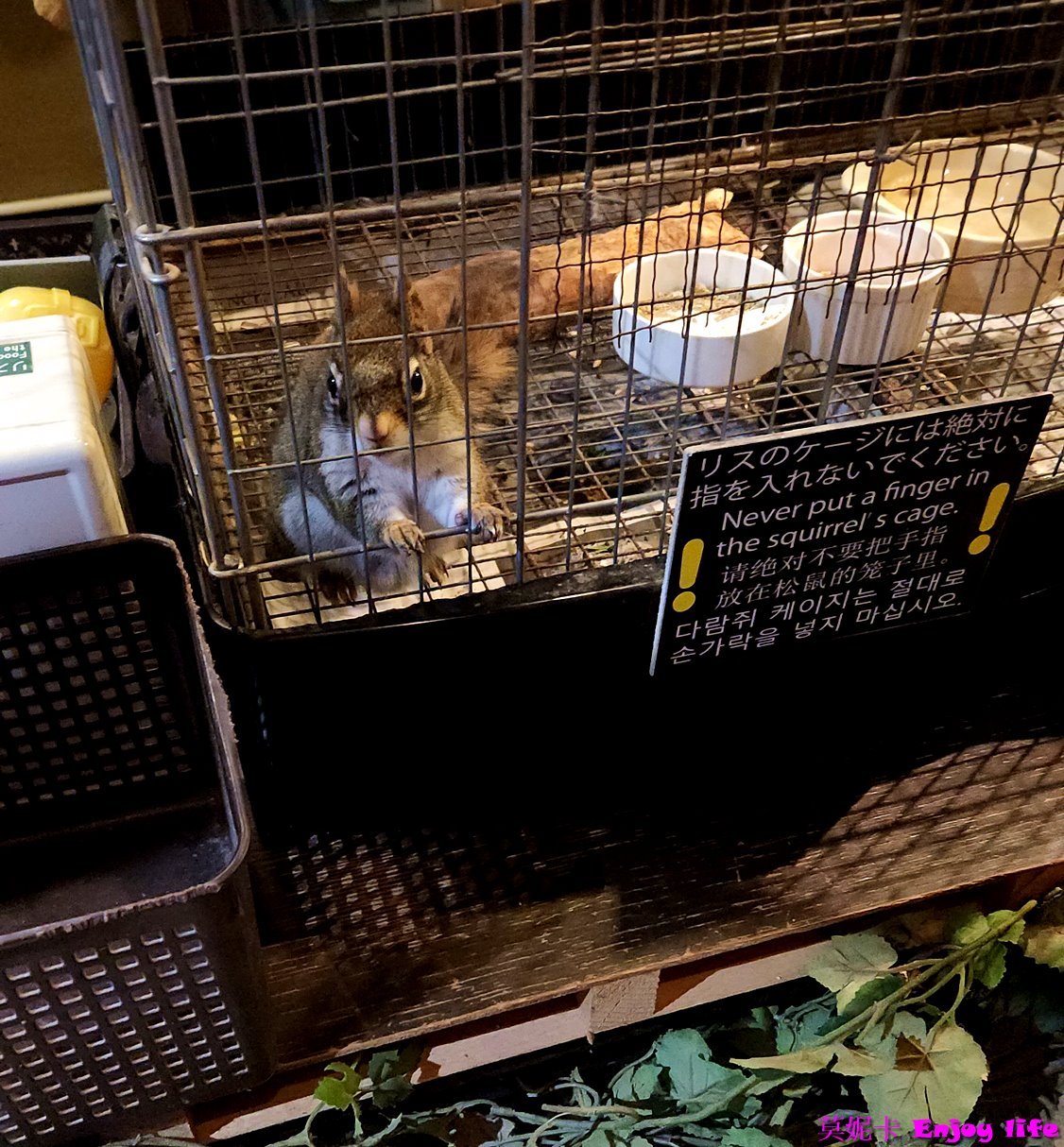 【京都景點】*京都貓頭鷹之森*,就在新京極商店街內,裡面有各種可愛貓頭鷹,還可以摸貓頭鷹的頭,跟貓頭鷹拍照!!! 15 【京都景點】*京都貓頭鷹之森*,就在新京極商店街內,裡面有各種可愛貓頭鷹,還可以摸貓頭鷹的頭,跟貓頭鷹拍照!!!