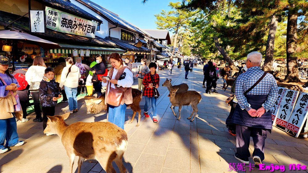 【京都奈良景點】*奈良公園*，裡面超多小鹿，旁邊有賣仙貝可以餵小鹿，吃仙貝前還會跟你點頭謝謝的有禮貌可愛奈良小鹿!!!除了餵小鹿還有好吃的冰淇淋跟可愛紀念品及名產可以買喔!!!