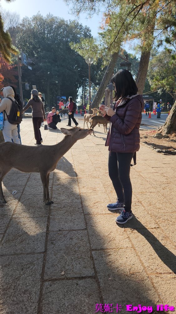 【京都奈良景點】*奈良公園*，裡面超多小鹿，旁邊有賣仙貝可以餵小鹿，吃仙貝前還會跟你點頭謝謝的有禮貌可愛奈良小鹿!!!除了餵小鹿還有好吃的冰淇淋跟可愛紀念品及名產可以買喔!!!