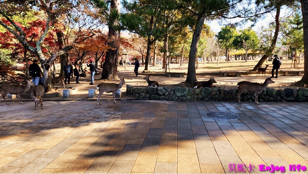 【京都奈良景點】*奈良公園*，裡面超多小鹿，旁邊有賣仙貝可以餵小鹿，吃仙貝前還會跟你點頭謝謝的有禮貌可愛奈良小鹿!!!除了餵小鹿還有好吃的冰淇淋跟可愛紀念品及名產可以買喔!!!