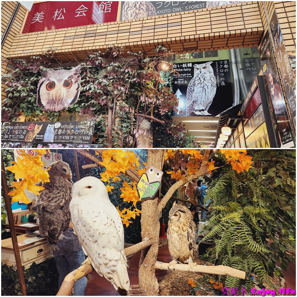 【京都景點】*京都貓頭鷹之森*,就在新京極商店街內,裡面有各種可愛貓頭鷹,還可以摸貓頭鷹的頭,跟貓頭鷹拍照!!! 1 【京都景點】*京都貓頭鷹之森*,就在新京極商店街內,裡面有各種可愛貓頭鷹,還可以摸貓頭鷹的頭,跟貓頭鷹拍照!!!