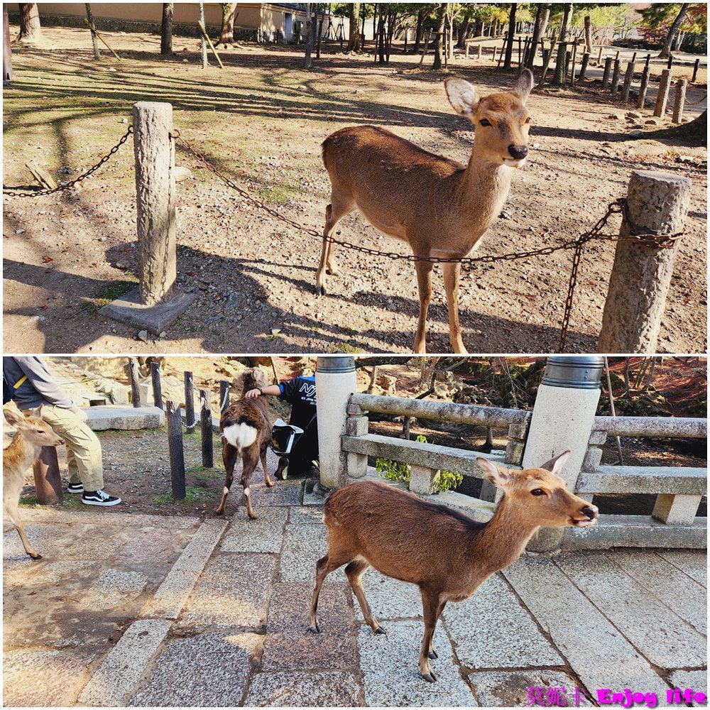 【京都奈良景點】*奈良公園*，裡面超多小鹿，旁邊有賣仙貝可以餵小鹿，吃仙貝前還會跟你點頭謝謝的有禮貌可愛奈良小鹿!!!除了餵小鹿還有好吃的冰淇淋跟可愛紀念品及名產可以買喔!!!
