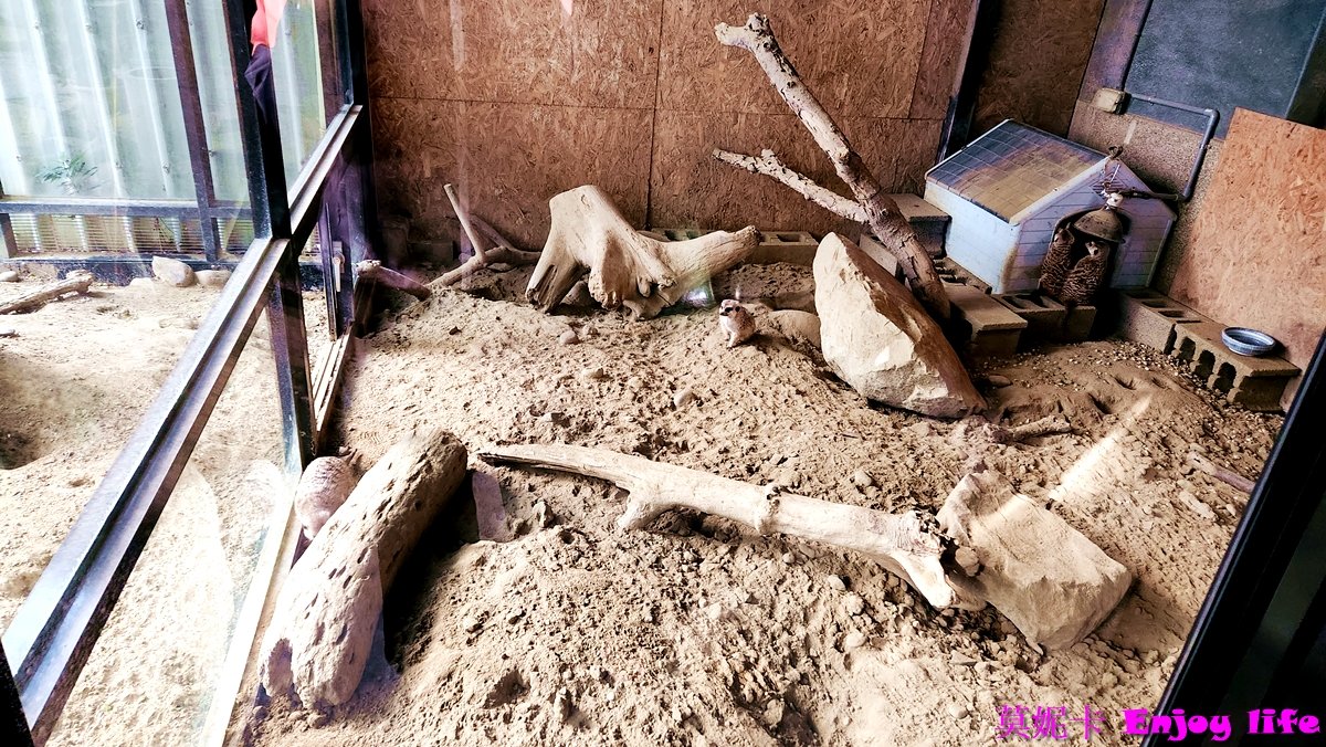 【台南美食餐廳】*狐獴先生早午餐*,台南東區早午餐,隱藏在東寧路小巷弄裡,邊用餐可以邊看可愛的狐獴跑來跑去!!! 8 【台南美食餐廳】*狐獴先生早午餐*,台南東區早午餐,隱藏在東寧路小巷弄裡,邊用餐可以邊看可愛的狐獴跑來跑去!!!
