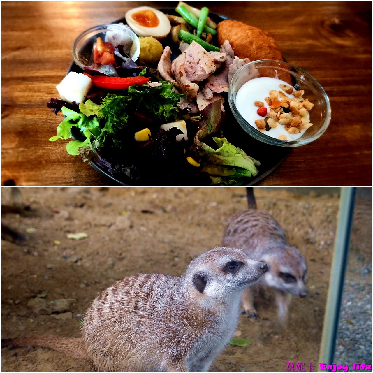 【台南美食餐廳】*狐獴先生早午餐*,台南東區早午餐,隱藏在東寧路小巷弄裡,邊用餐可以邊看可愛的狐獴跑來跑去!!! 1 【台南美食餐廳】*狐獴先生早午餐*,台南東區早午餐,隱藏在東寧路小巷弄裡,邊用餐可以邊看可愛的狐獴跑來跑去!!!