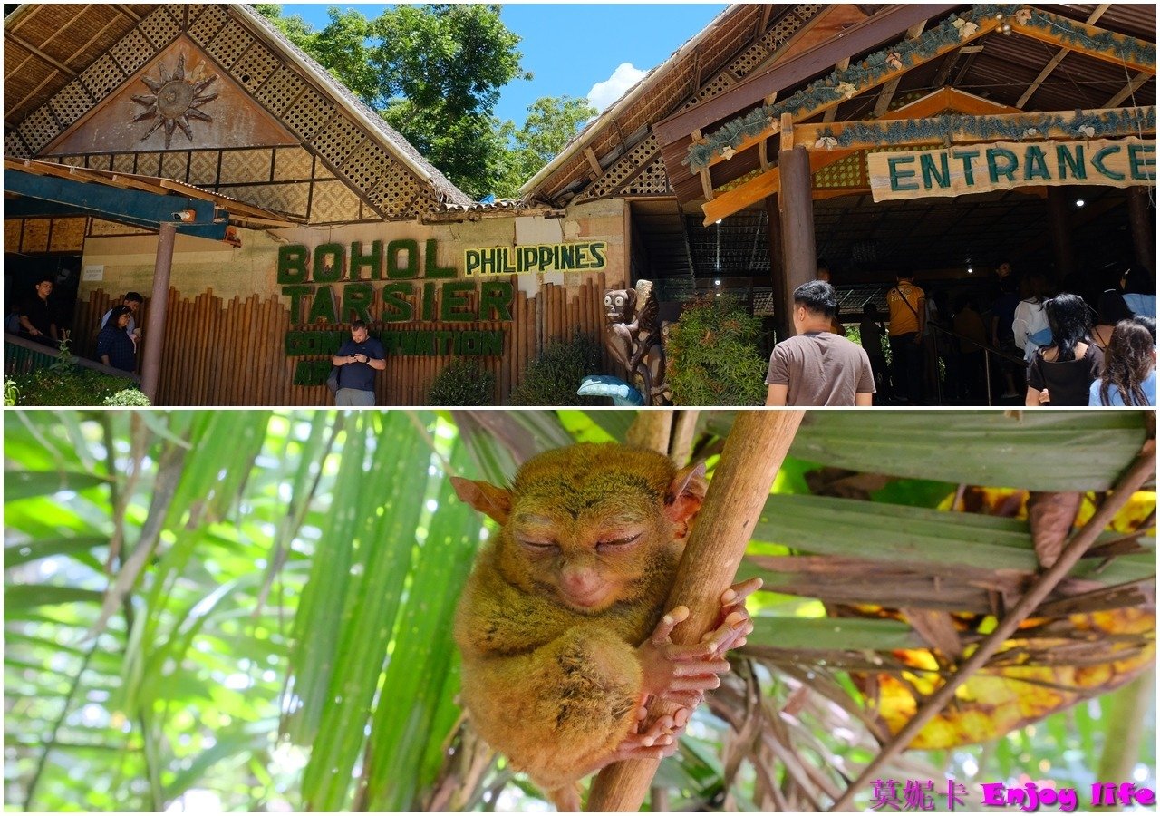 【薄荷島景點】*眼鏡猴保護區Tarsier Conservation Area*,菲律賓薄荷島獨有瀕臨絕種且受到保護的迷你眼鏡猴! 1 【薄荷島景點】*眼鏡猴保護區Tarsier Conservation Area*,菲律賓薄荷島獨有瀕臨絕種且受到保護的迷你眼鏡猴!