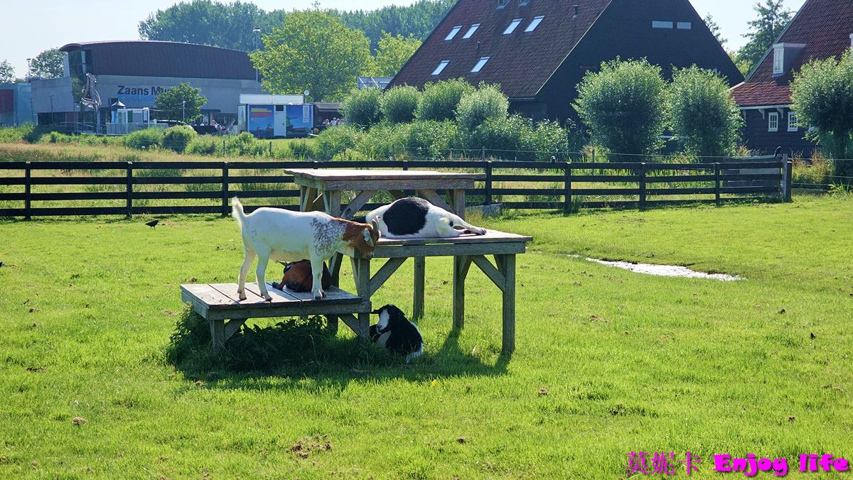 【荷蘭景點】*荷蘭風車村Zaanse Schans*，桑斯安斯風車村半日遊，包含起司工廠，木屐工廠，風車詳細介紹遊覽!!!