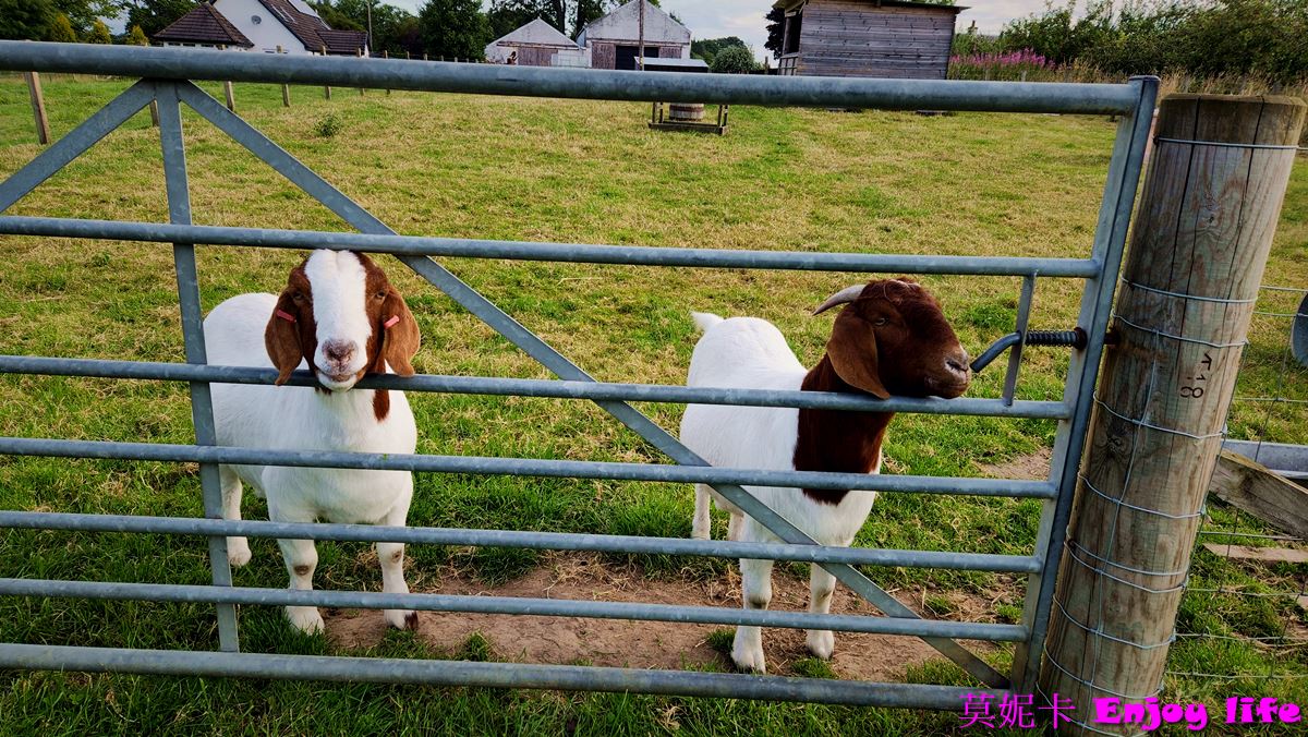 【蘇格蘭景點】*英國蘇格蘭高地景點,Robertsons farm Scotland*,可愛的小農場,可以看到超可愛的蘇格蘭高地牛!!! 11 【蘇格蘭景點】*英國蘇格蘭高地景點,Robertsons farm Scotland*,可愛的小農場,可以看到超可愛的蘇格蘭高地牛!!!