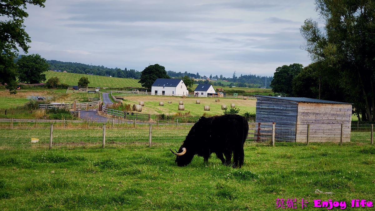 【蘇格蘭景點】*英國蘇格蘭高地景點,Robertsons farm Scotland*,可愛的小農場,可以看到超可愛的蘇格蘭高地牛!!! 9 【蘇格蘭景點】*英國蘇格蘭高地景點,Robertsons farm Scotland*,可愛的小農場,可以看到超可愛的蘇格蘭高地牛!!!