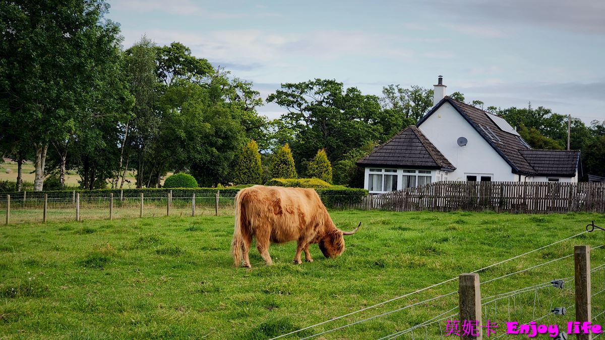 【蘇格蘭景點】*英國蘇格蘭高地景點,Robertsons farm Scotland*,可愛的小農場,可以看到超可愛的蘇格蘭高地牛!!! 10 【蘇格蘭景點】*英國蘇格蘭高地景點,Robertsons farm Scotland*,可愛的小農場,可以看到超可愛的蘇格蘭高地牛!!!