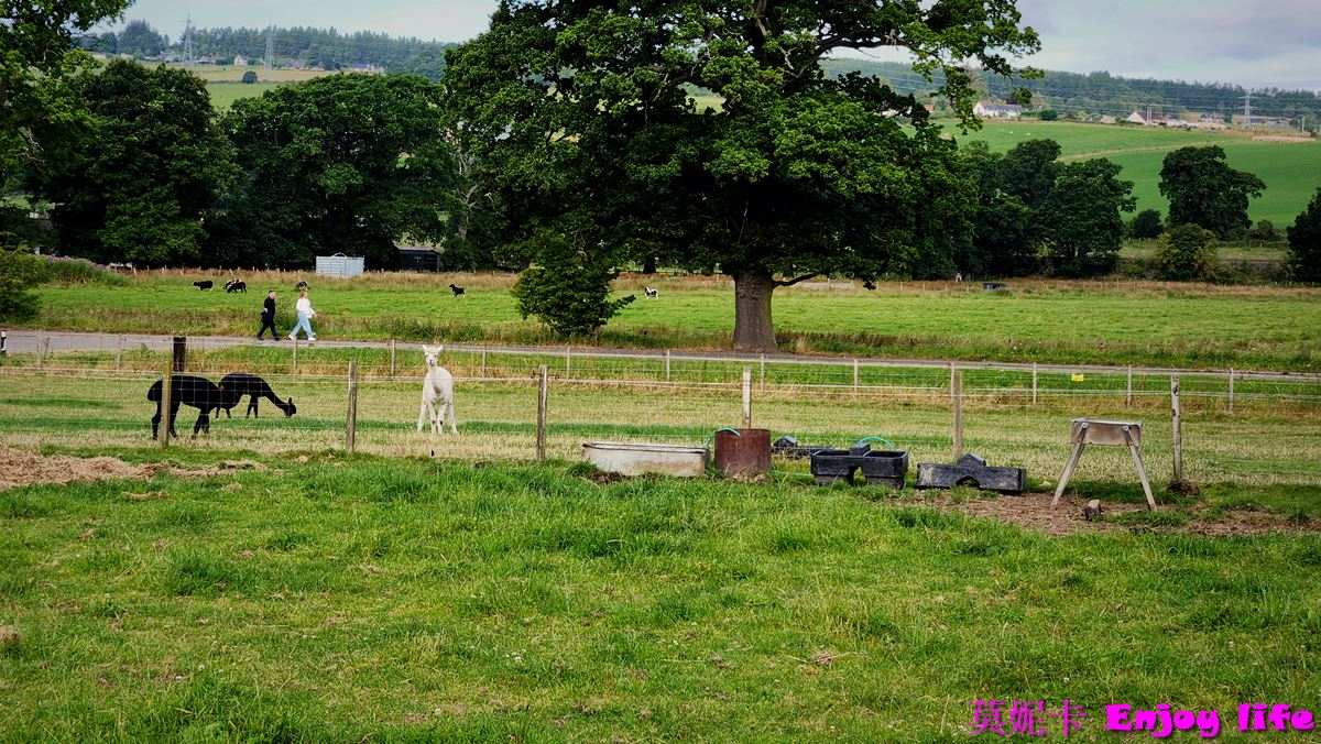 【蘇格蘭景點】*英國蘇格蘭高地景點,Robertsons farm Scotland*,可愛的小農場,可以看到超可愛的蘇格蘭高地牛!!! 12 【蘇格蘭景點】*英國蘇格蘭高地景點,Robertsons farm Scotland*,可愛的小農場,可以看到超可愛的蘇格蘭高地牛!!!