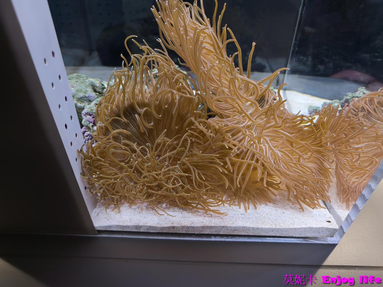 【北海道札幌景點】札幌AOAO Sapporo 完整攻略|企鵝餵食秀、門票、特色亮點全解析!!! 16 【北海道札幌景點】札幌AOAO Sapporo 完整攻略|企鵝餵食秀、門票、特色亮點全解析!!!