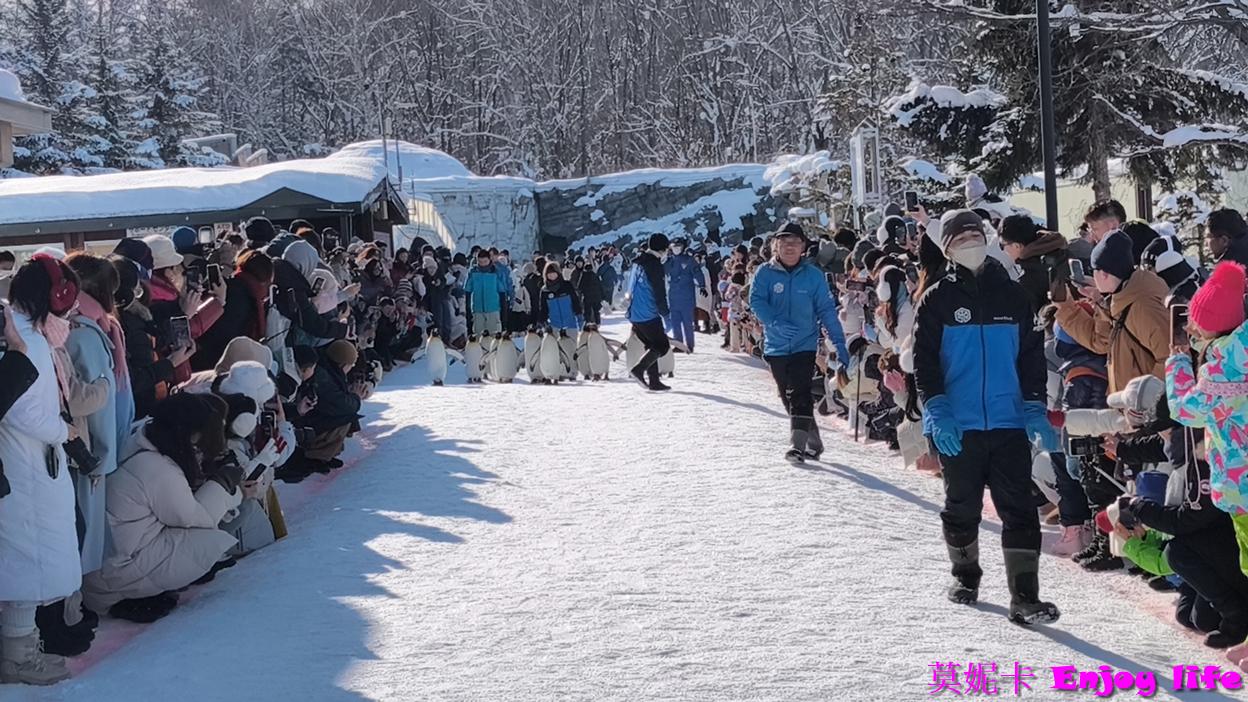 【北海道旭川景點】*旭山動物園*，必看冬季限定企鵝散步，看企鵝遊行攻略及參觀心得!!!