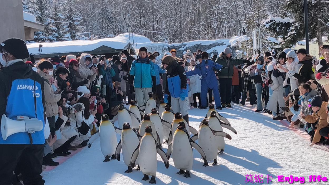 【北海道旭川景點】*旭山動物園*，必看冬季限定企鵝散步，看企鵝遊行攻略及參觀心得!!!