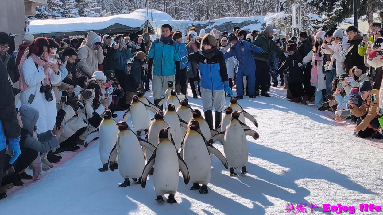 【北海道旭川景點】*旭山動物園*，必看冬季限定企鵝散步，看企鵝遊行攻略及參觀心得!!!