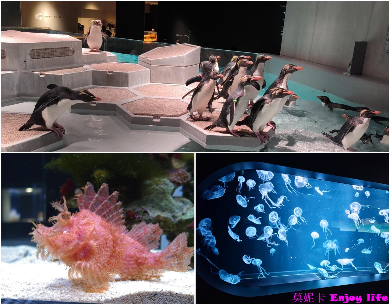 【北海道札幌景點】札幌AOAO Sapporo 完整攻略|企鵝餵食秀、門票、特色亮點全解析!!! 1 【北海道札幌景點】札幌AOAO Sapporo 完整攻略|企鵝餵食秀、門票、特色亮點全解析!!!