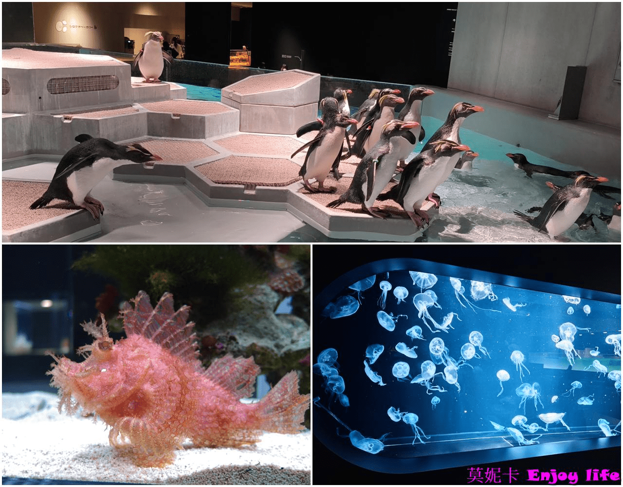 【札幌景點】札幌薄野新地標!MOYUK Sapporo 旅遊攻略:水族館、美食與購物一次滿足!!! 16 【札幌景點】札幌薄野新地標!MOYUK Sapporo 旅遊攻略:水族館、美食與購物一次滿足!!!