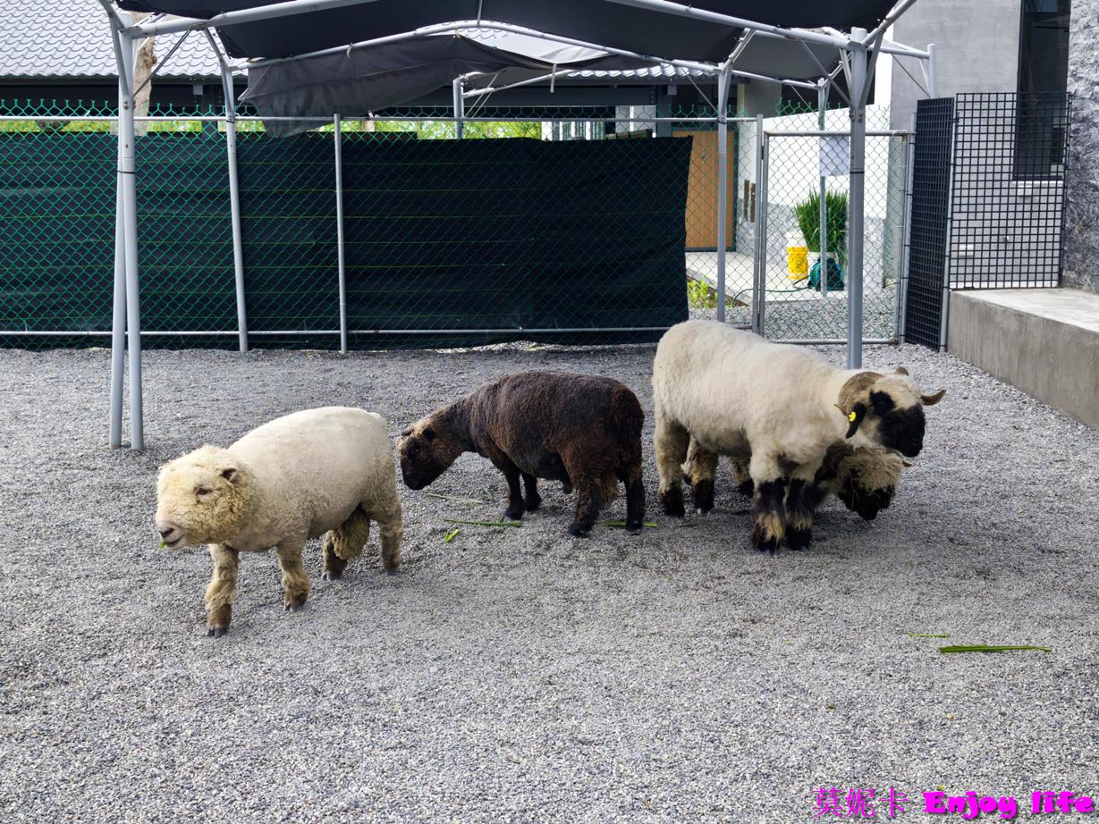 【宜蘭三星景點】樹懶餐廳|近距離餵食笑笑羊×清水模質感餐廳×萌寵樂園全攻略!!! 11 【宜蘭三星景點】樹懶餐廳|近距離餵食笑笑羊×清水模質感餐廳×萌寵樂園全攻略!!!