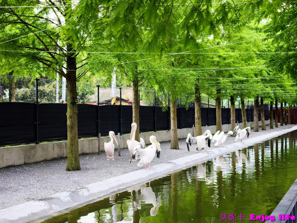 【宜蘭三星景點】樹懶餐廳|近距離餵食笑笑羊×清水模質感餐廳×萌寵樂園全攻略!!! 16 【宜蘭三星景點】樹懶餐廳|近距離餵食笑笑羊×清水模質感餐廳×萌寵樂園全攻略!!!