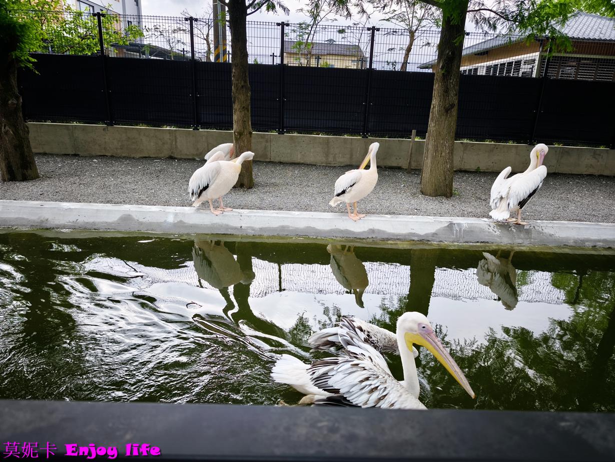 【宜蘭三星景點】樹懶餐廳|近距離餵食笑笑羊×清水模質感餐廳×萌寵樂園全攻略!!! 17 【宜蘭三星景點】樹懶餐廳|近距離餵食笑笑羊×清水模質感餐廳×萌寵樂園全攻略!!!