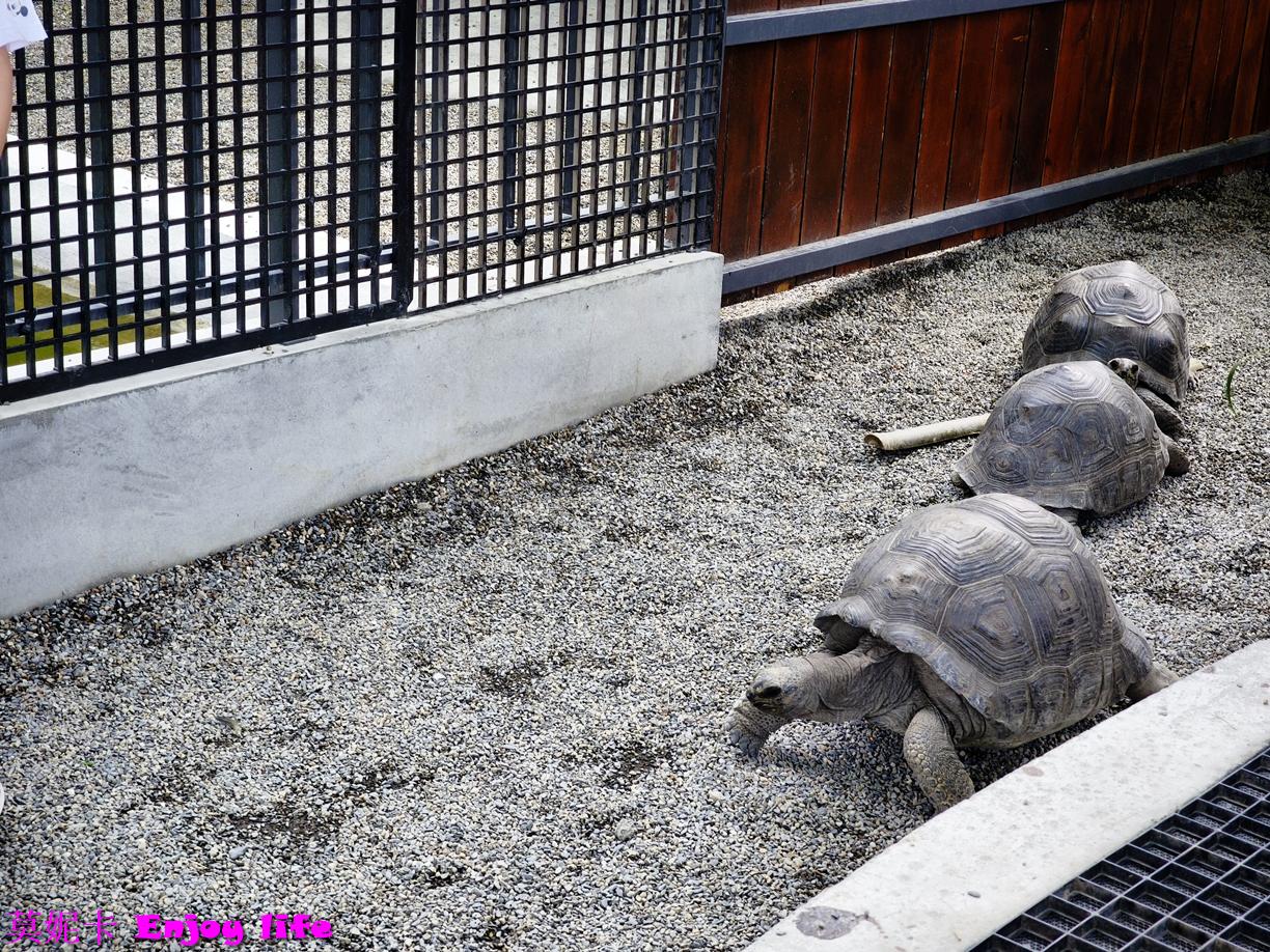 【宜蘭三星景點】樹懶餐廳|近距離餵食笑笑羊×清水模質感餐廳×萌寵樂園全攻略!!! 19 【宜蘭三星景點】樹懶餐廳|近距離餵食笑笑羊×清水模質感餐廳×萌寵樂園全攻略!!!