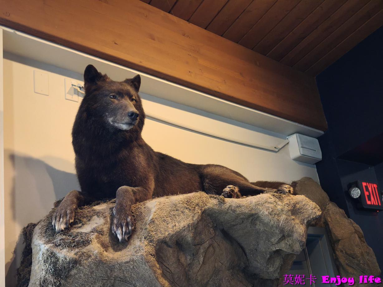【阿拉斯加朱諾景點】Mendenhall Glacier 門登霍爾冰川 + Nugget Falls 金塊瀑布遊｜壯觀冰河、夢幻瀑布一次看！