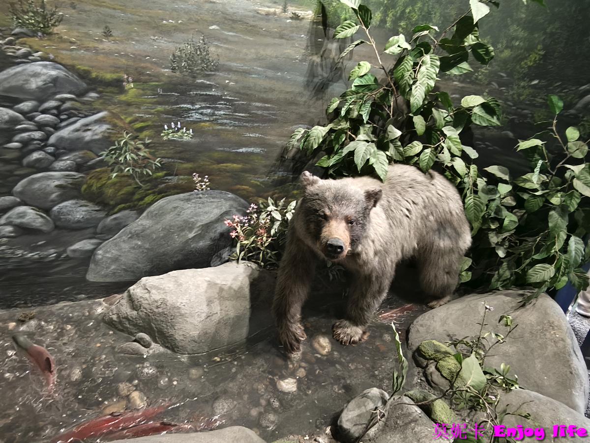 【阿拉斯加朱諾景點】Mendenhall Glacier 門登霍爾冰川 + Nugget Falls 金塊瀑布遊｜壯觀冰河、夢幻瀑布一次看！