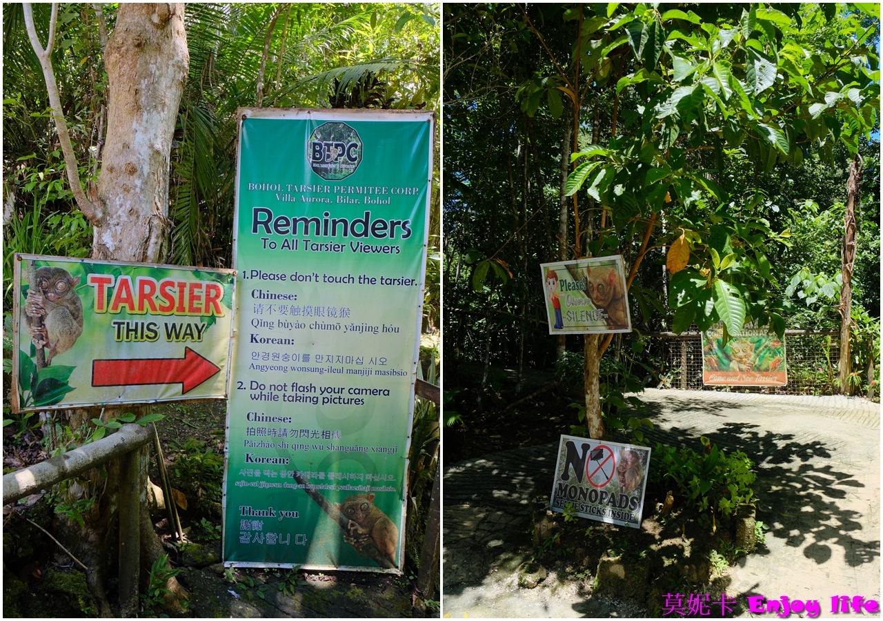 【薄荷島景點】*眼鏡猴保護區Tarsier Conservation Area*,菲律賓薄荷島獨有瀕臨絕種且受到保護的迷你眼鏡猴! 8 【薄荷島景點】*眼鏡猴保護區Tarsier Conservation Area*,菲律賓薄荷島獨有瀕臨絕種且受到保護的迷你眼鏡猴!
