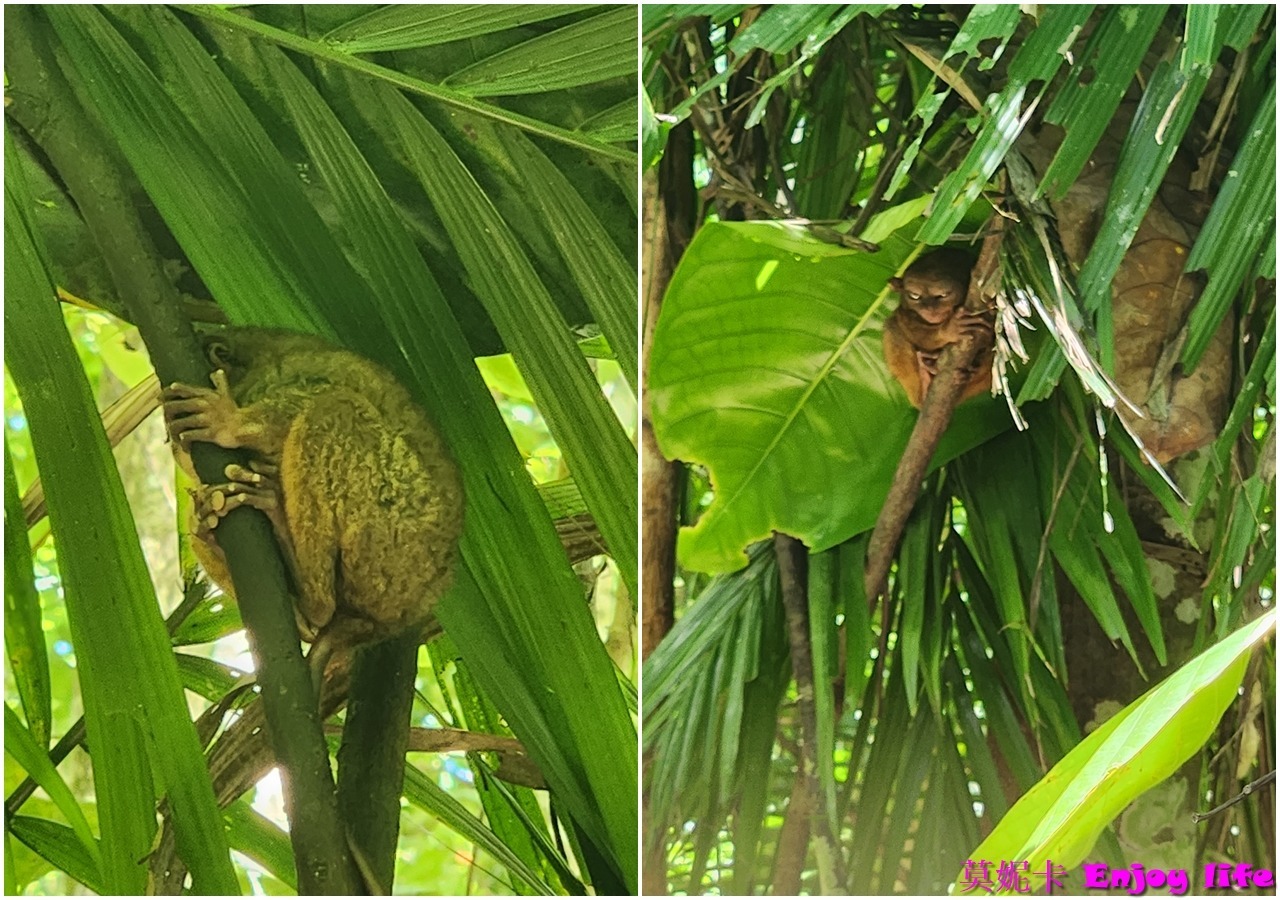 【薄荷島景點】*眼鏡猴保護區Tarsier Conservation Area*,菲律賓薄荷島獨有瀕臨絕種且受到保護的迷你眼鏡猴! 10 【薄荷島景點】*眼鏡猴保護區Tarsier Conservation Area*,菲律賓薄荷島獨有瀕臨絕種且受到保護的迷你眼鏡猴!